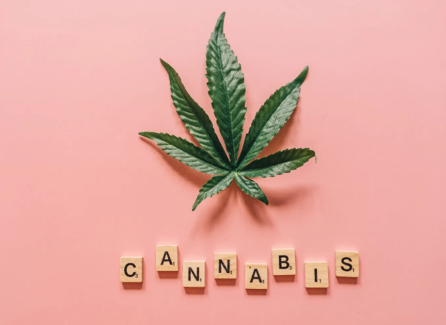 A simple, friendly illustration of a cannabis plant's life cycle