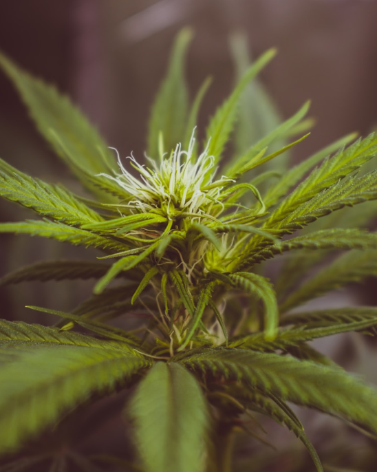 A clean diagram showing the key parts of a cannabis flower