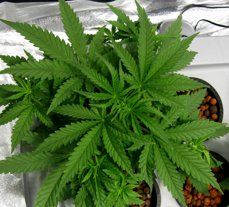 A happy cartoon cannabis seed character